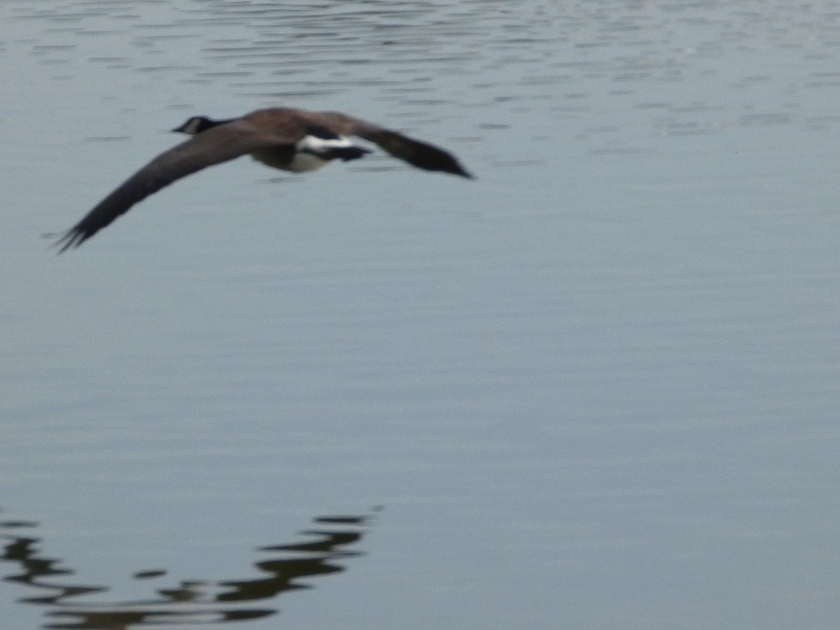 Canada Goose - ML627248452