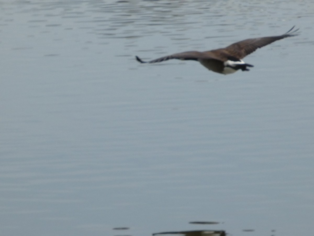 Canada Goose - ML627248454
