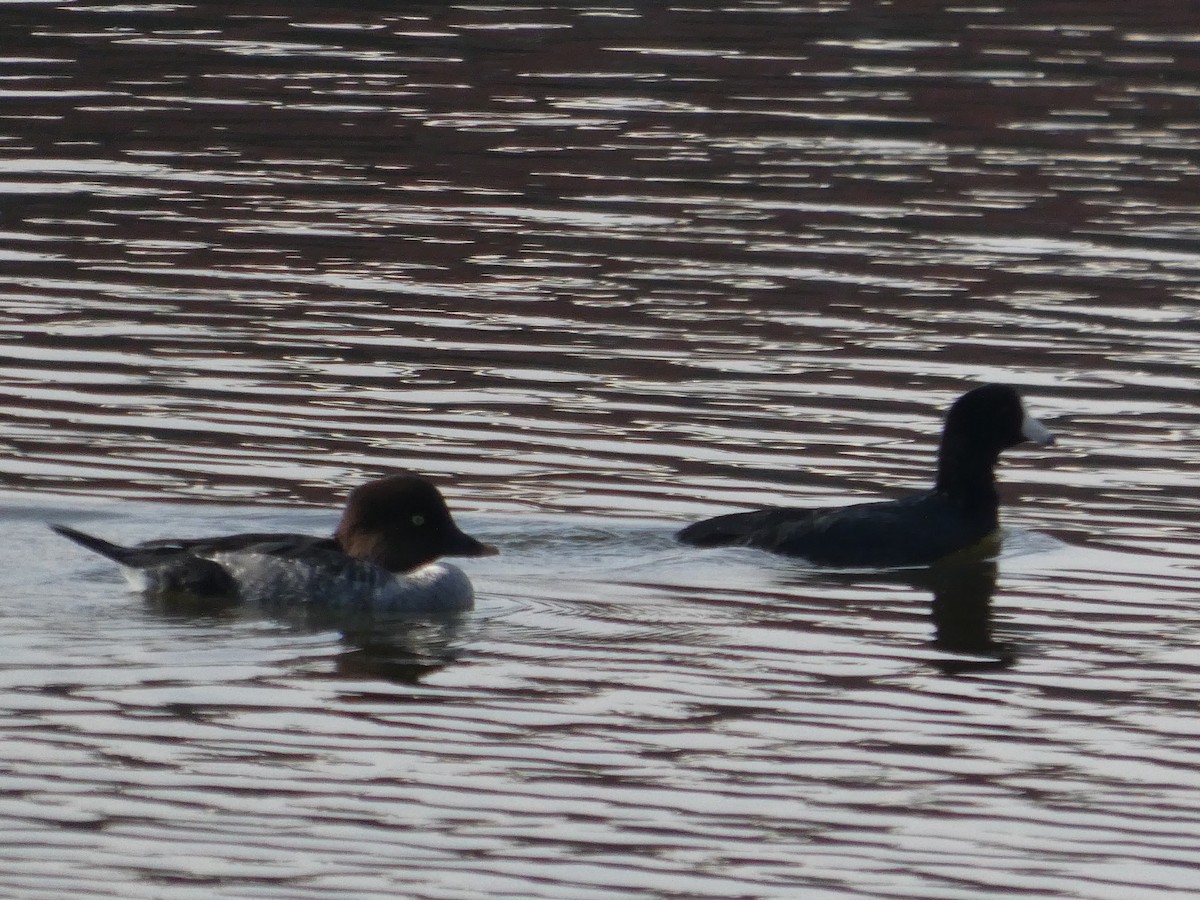 American Coot - ML627248488