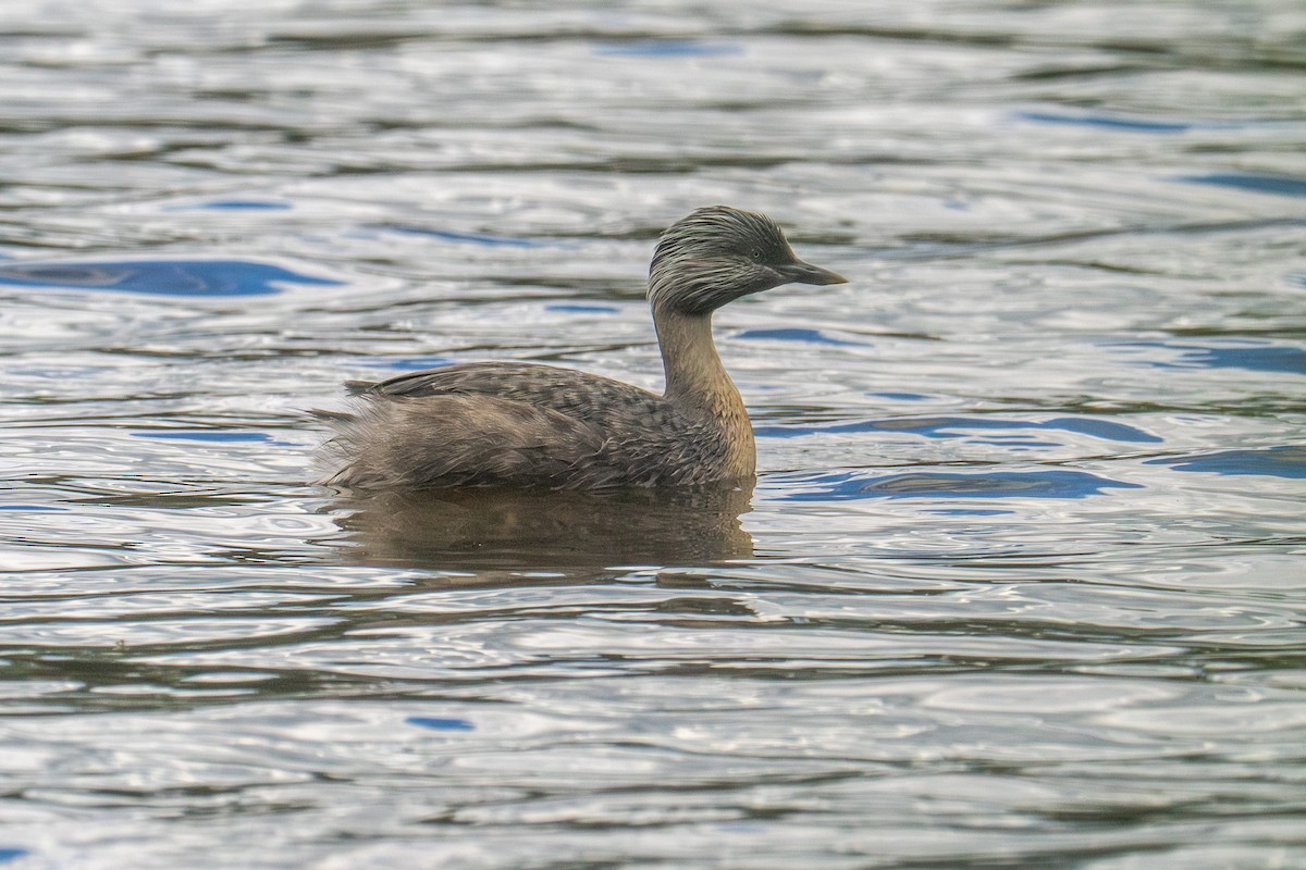 Hoary-headed Grebe - ML627248564