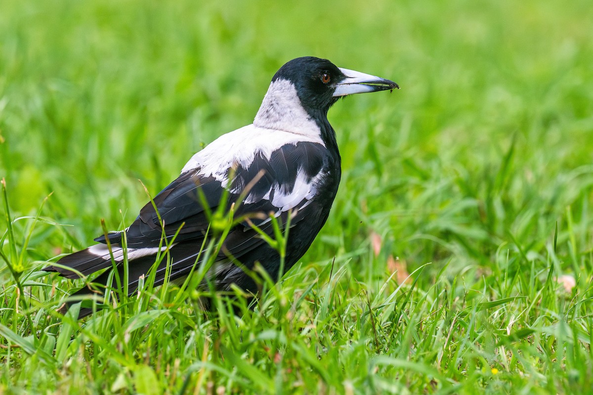 Australian Magpie - ML627248574