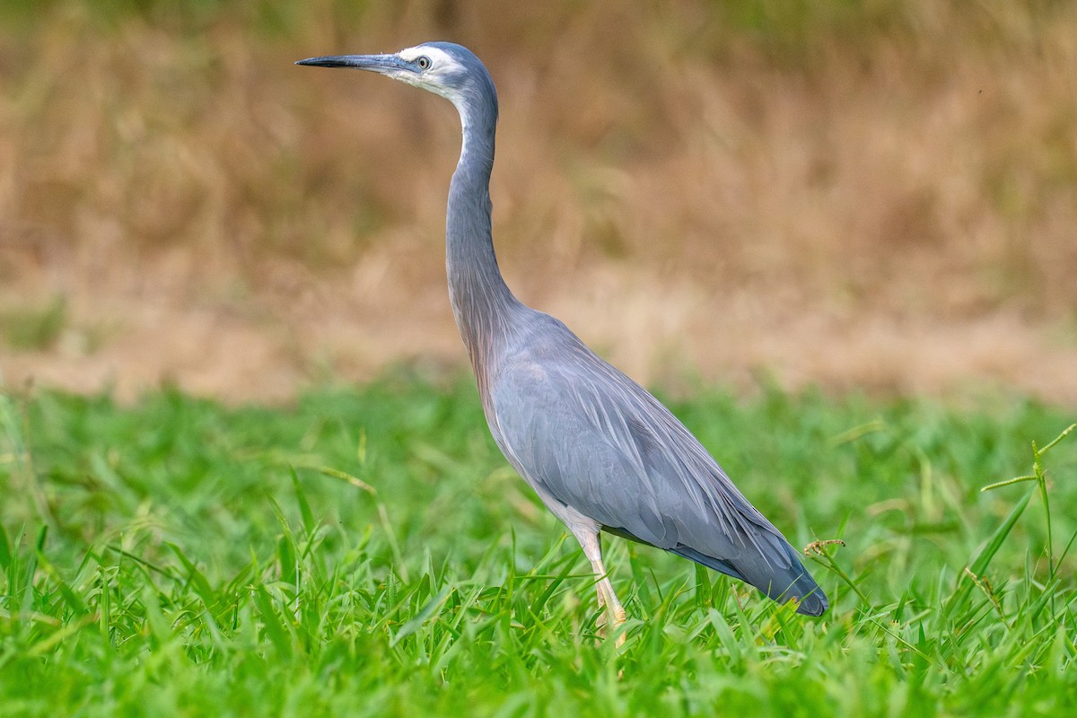 White-faced Heron - ML627248576