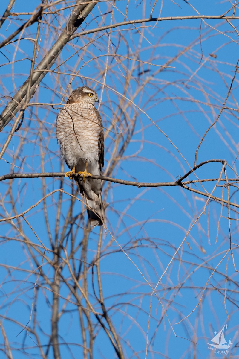 Eurasian Sparrowhawk - ML627248585