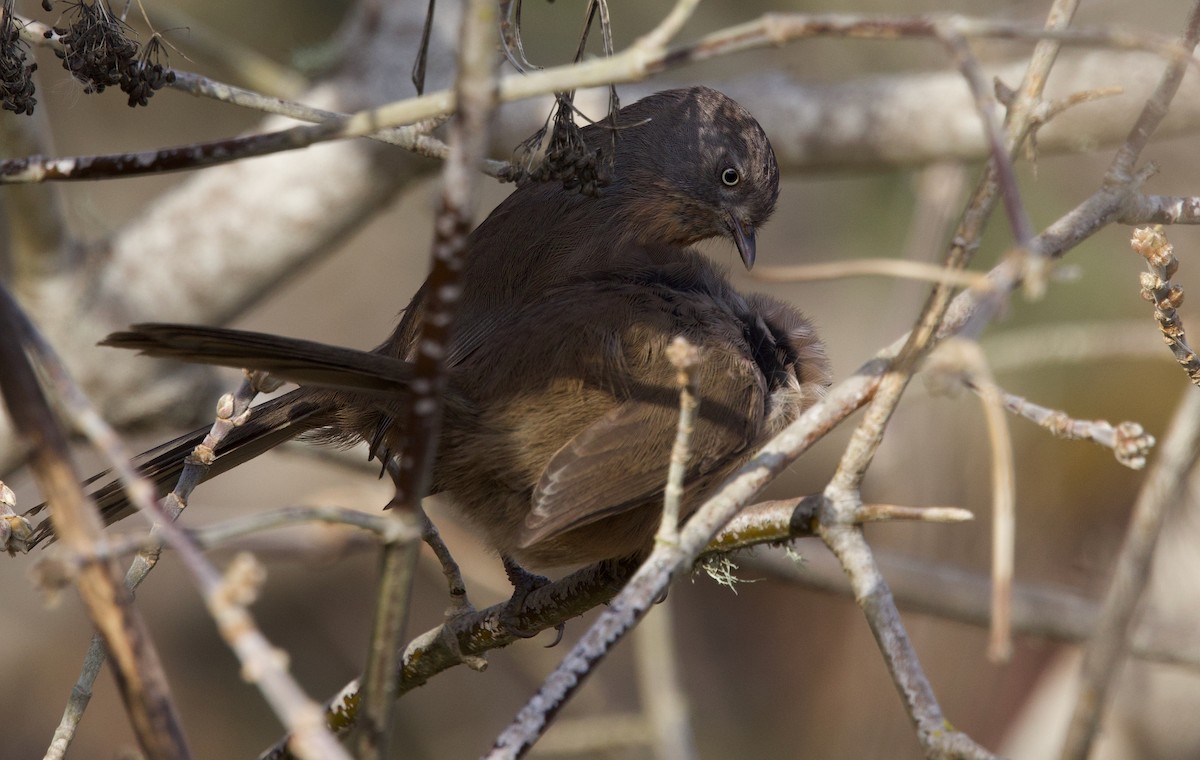 Wrentit - ML627248616