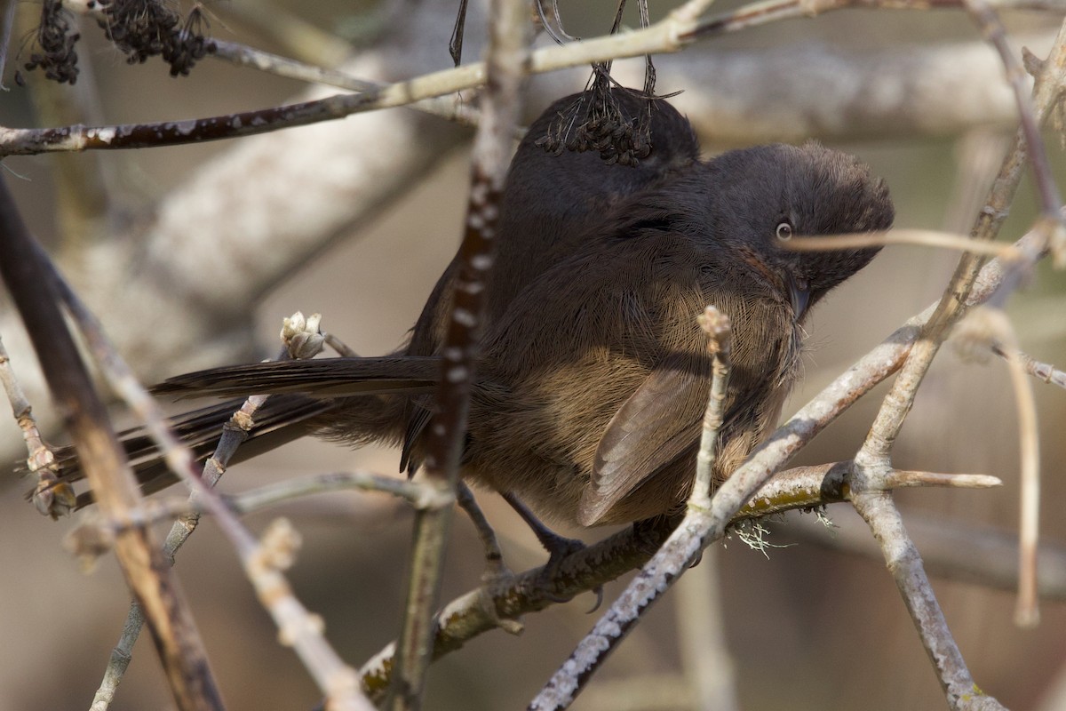 Wrentit - ML627248617