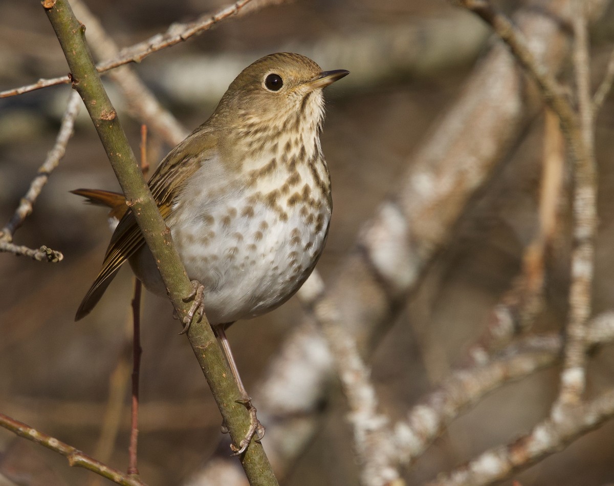 Hermit Thrush - ML627248623