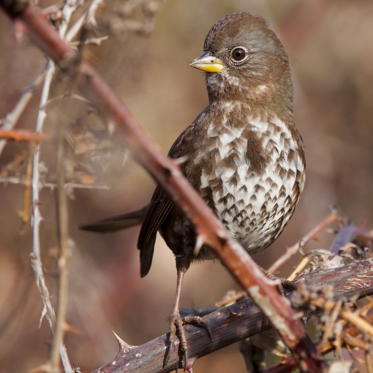 Fox Sparrow (Sooty) - ML627248626