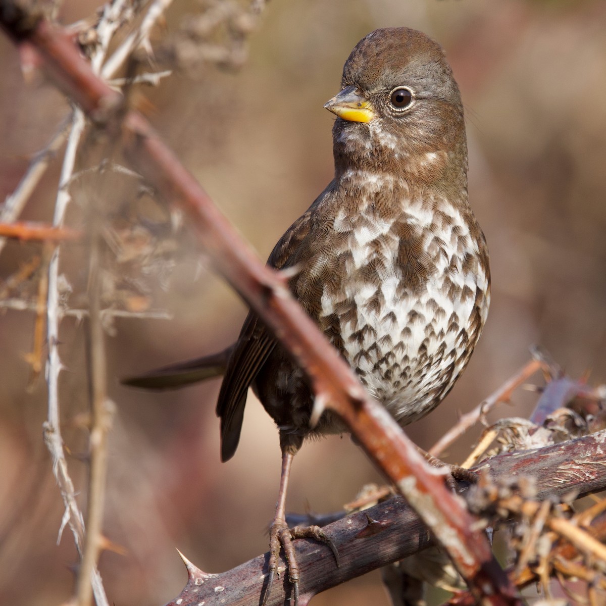 Fox Sparrow (Sooty) - ML627248627