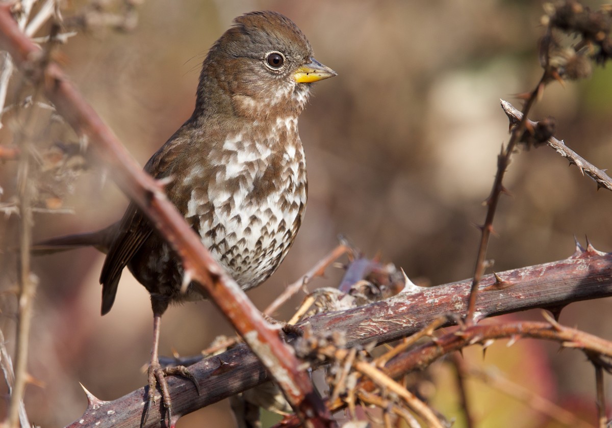 Fox Sparrow (Sooty) - ML627248628