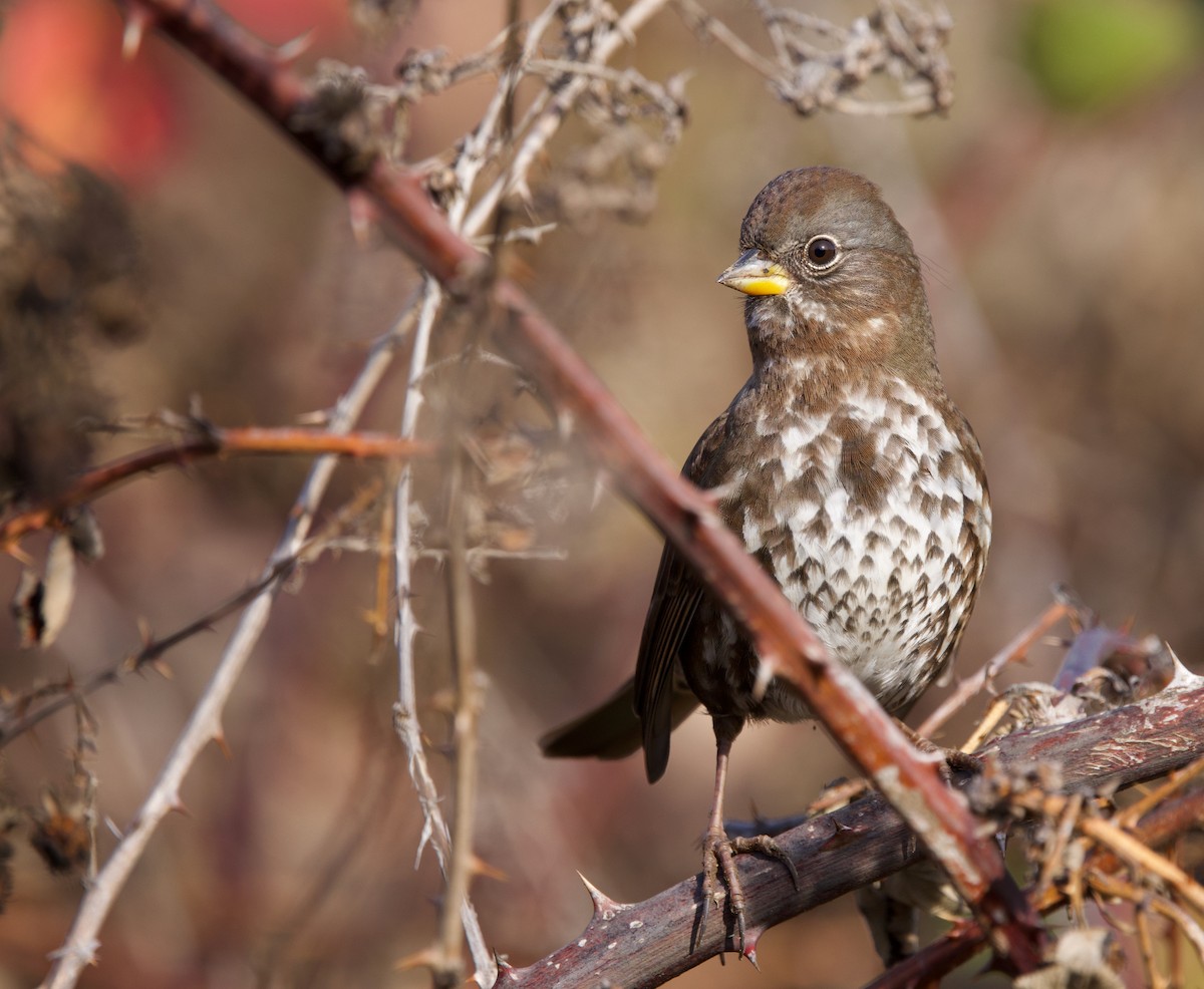 Fox Sparrow (Sooty) - ML627248632