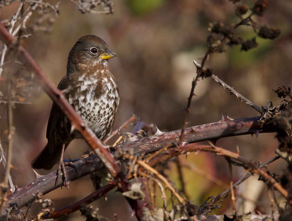 Fox Sparrow (Sooty) - ML627248633