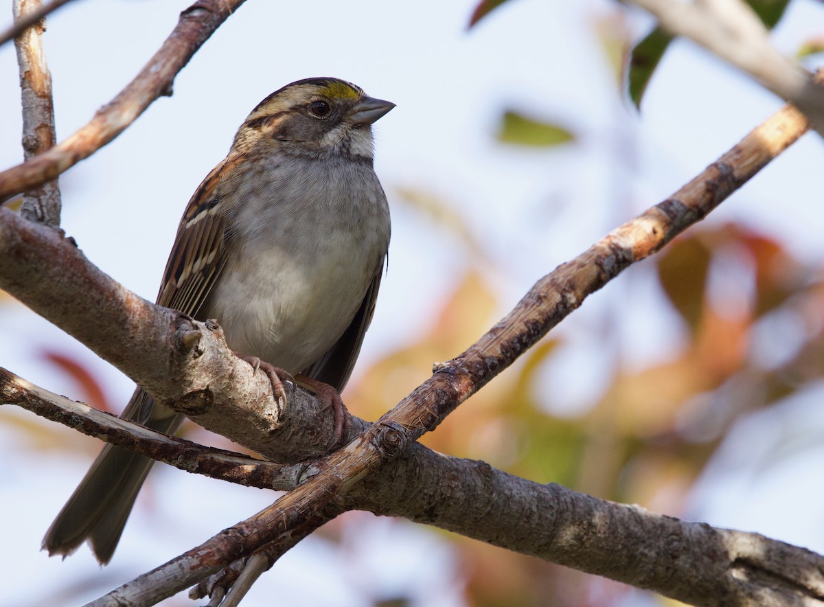 White-throated Sparrow - ML627248637