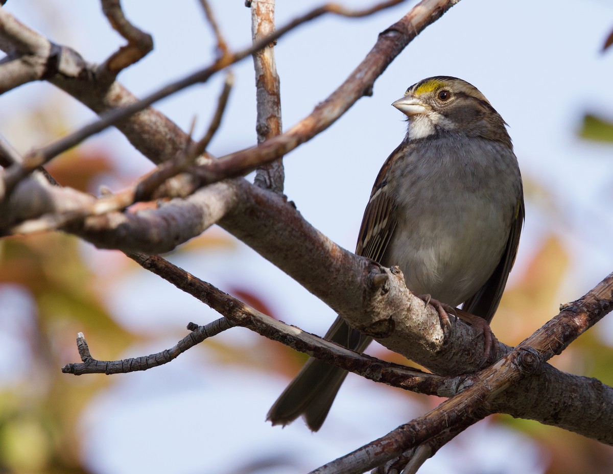 White-throated Sparrow - ML627248638