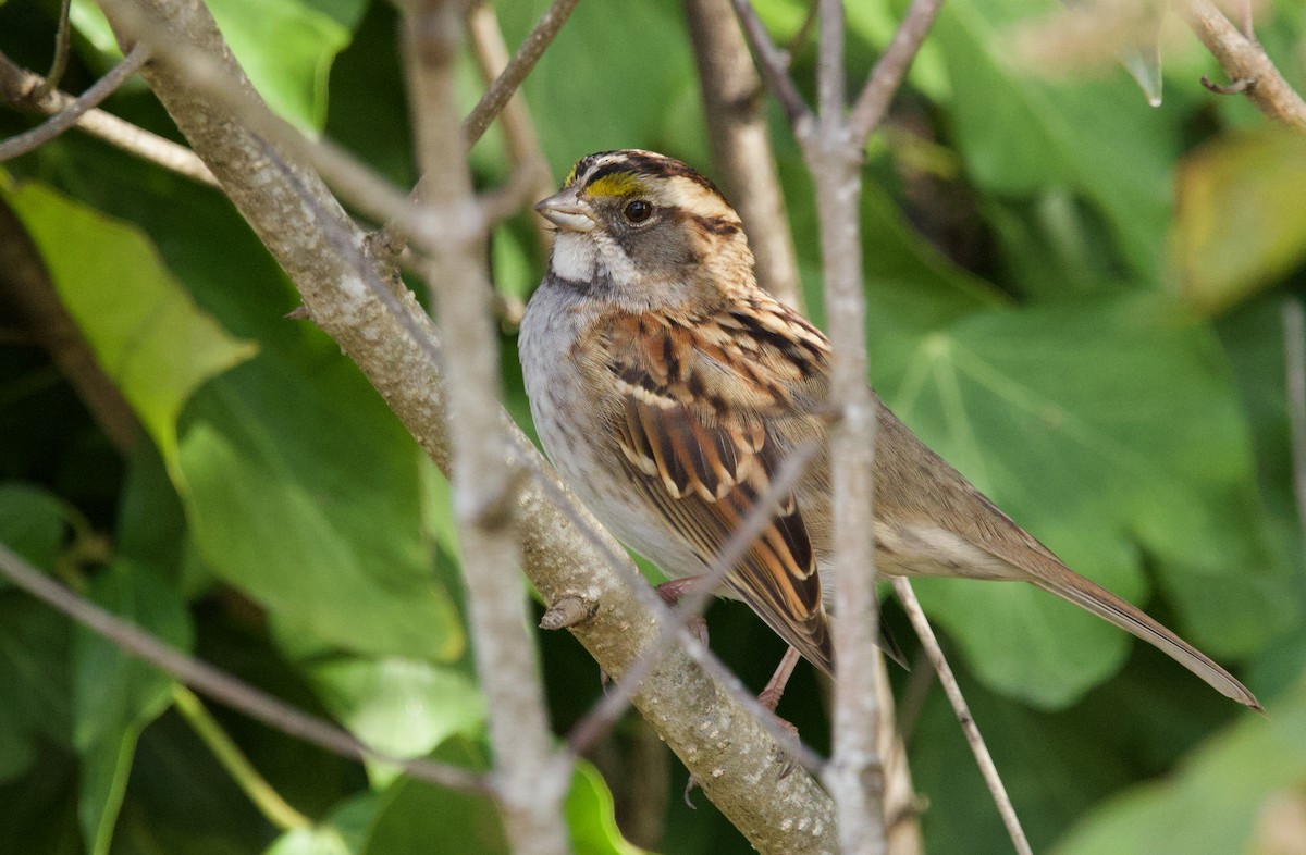 White-throated Sparrow - ML627248639