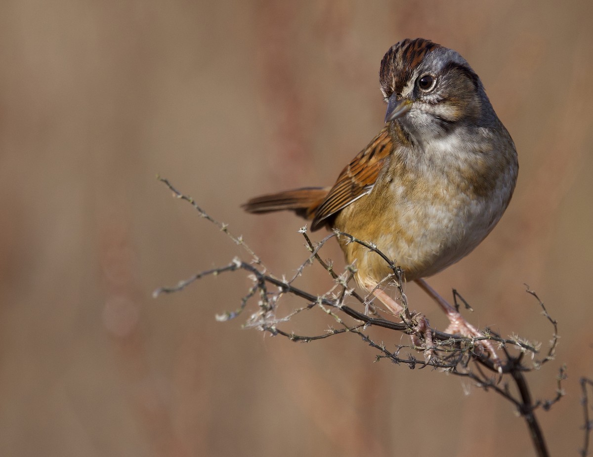 Swamp Sparrow - ML627248652