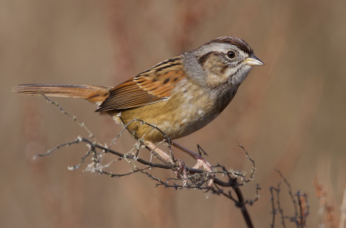 Swamp Sparrow - ML627248653