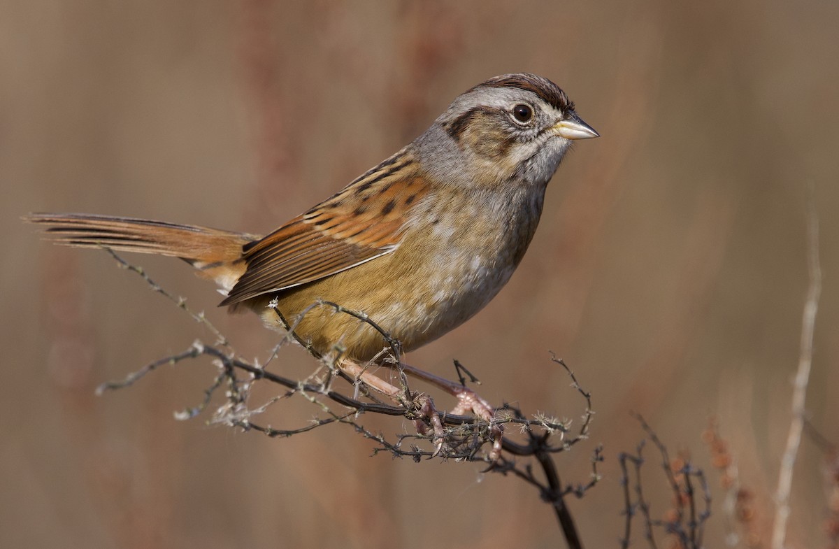 Swamp Sparrow - ML627248654