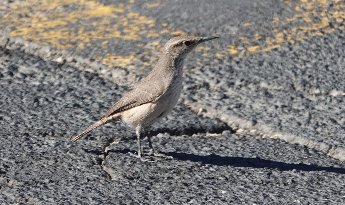 Rock Wren - ML627248779