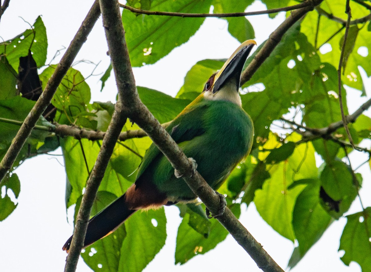 Northern Emerald-Toucanet - ML627249012