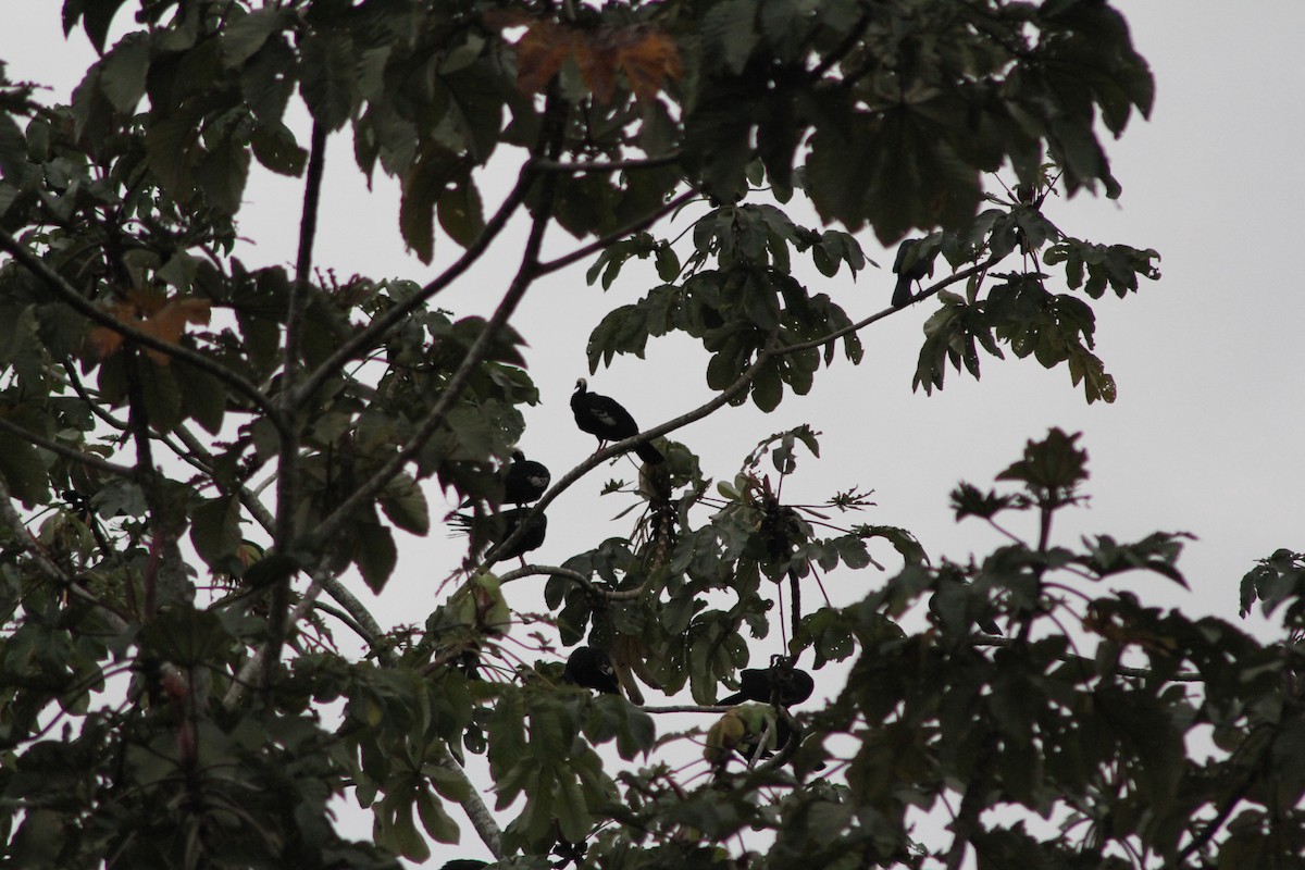 Blue-throated Piping-Guan - ML627249042