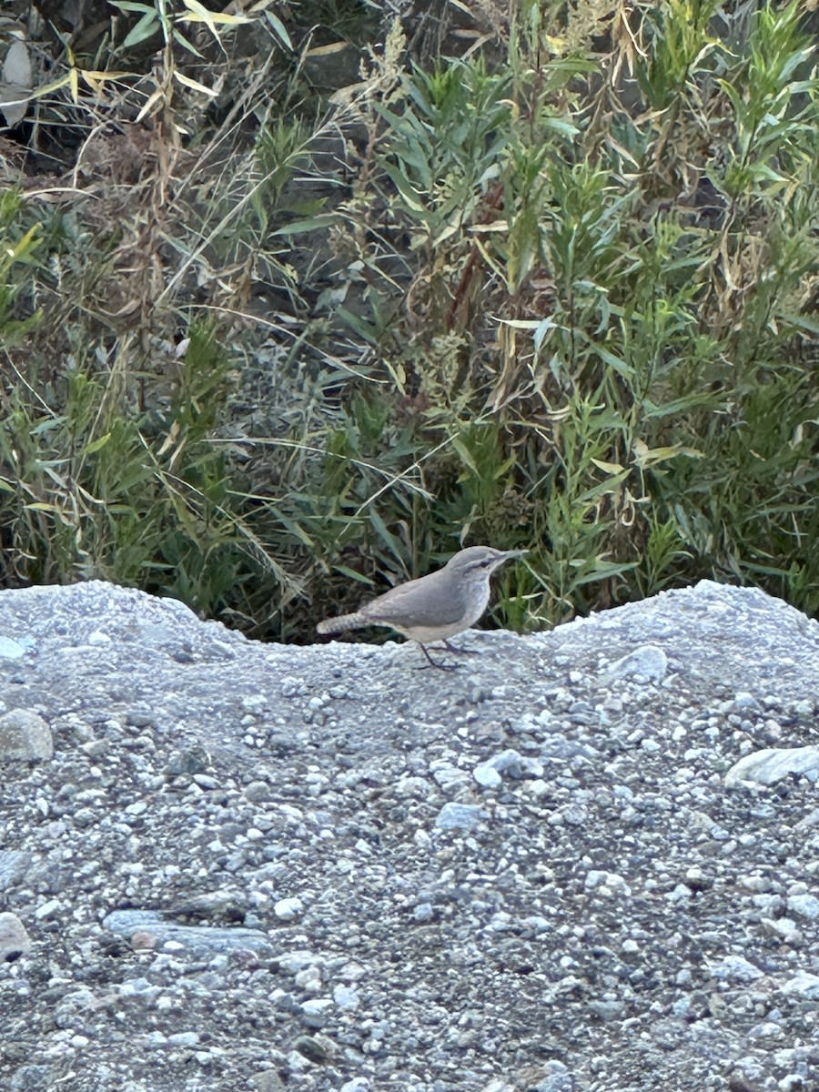 Rock Wren - ML627249097