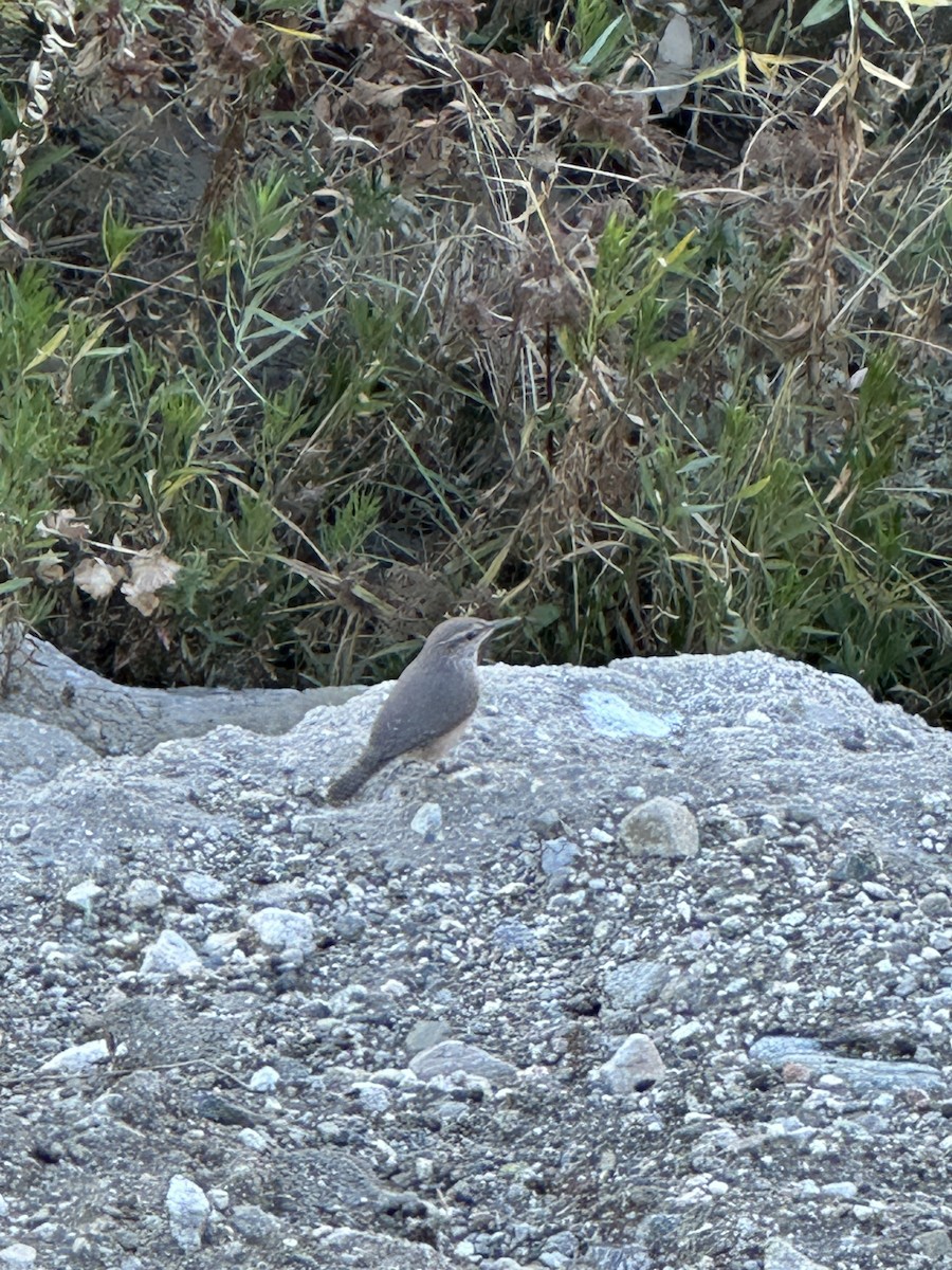 Rock Wren - ML627249098