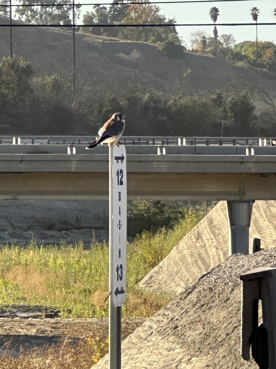 American Kestrel - ML627249111