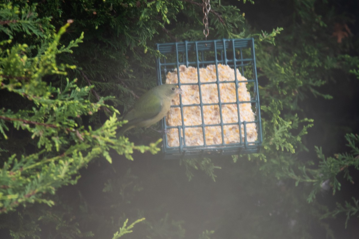 Painted Bunting - ML627249219