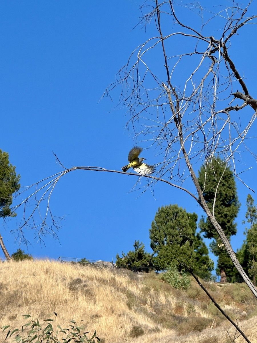 Cassin's Kingbird - ML627249223