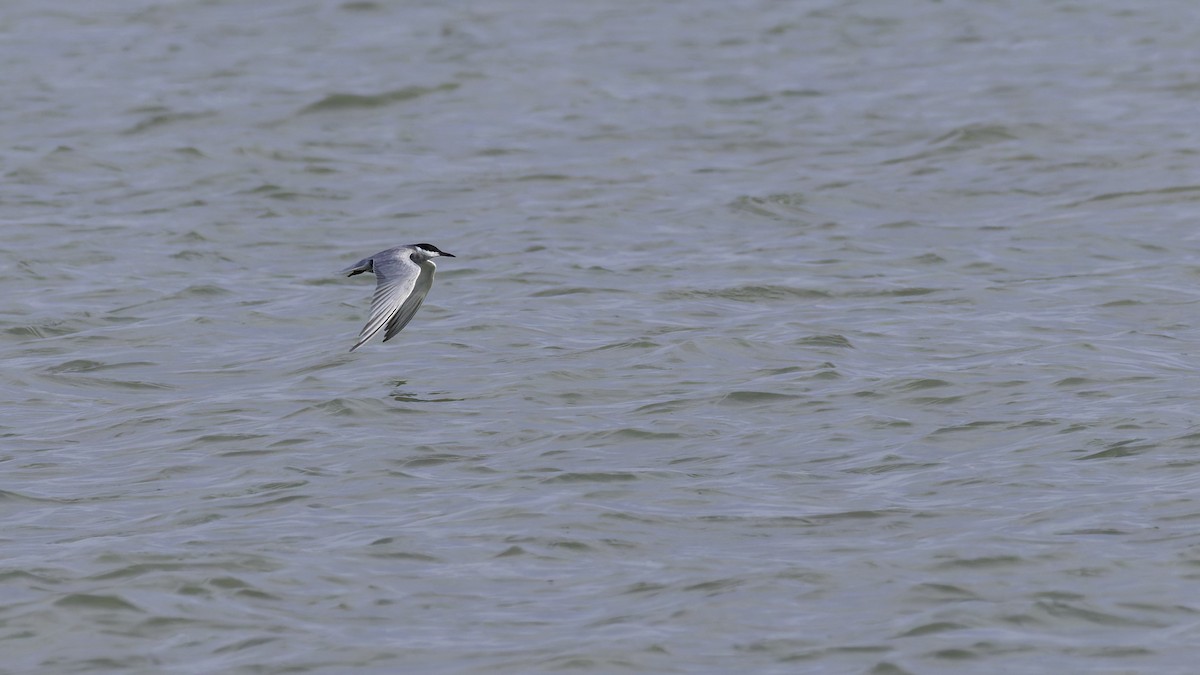 Whiskered Tern - ML627249618