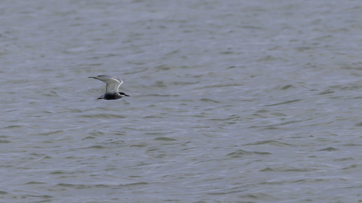Whiskered Tern - ML627249620