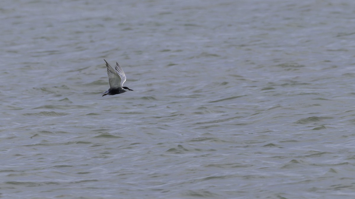 Whiskered Tern - ML627249621