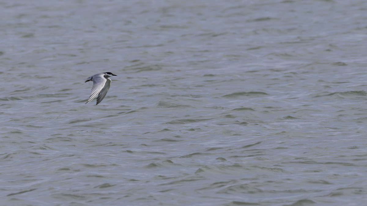 Whiskered Tern - ML627249622