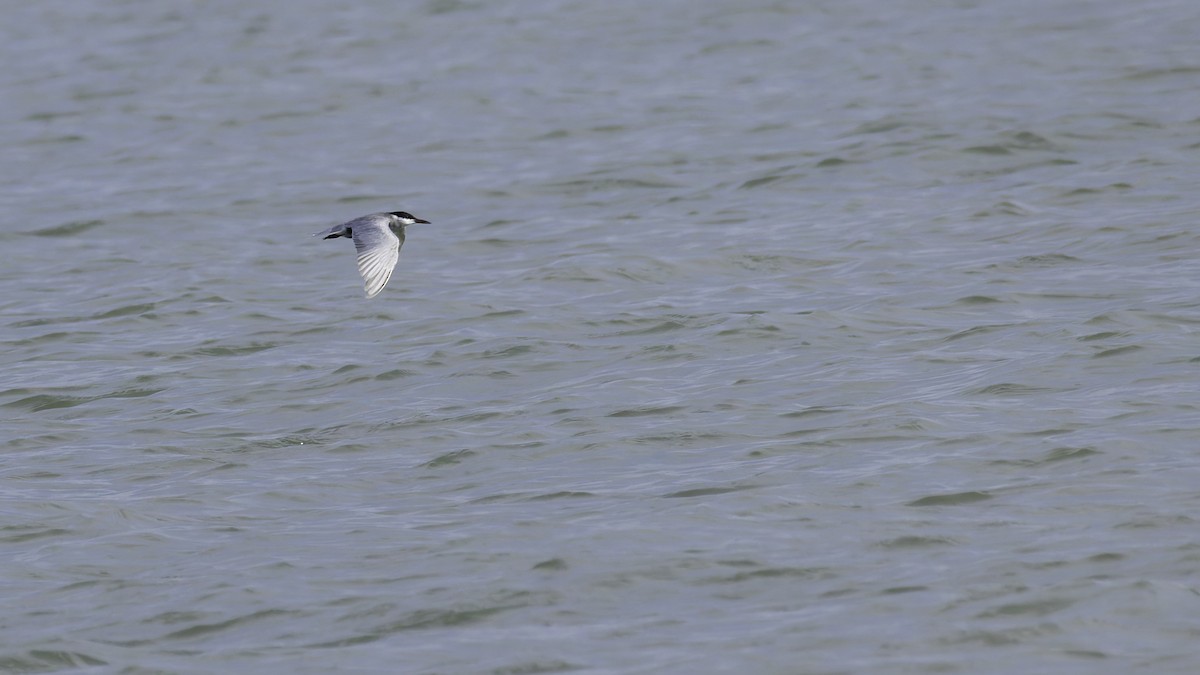 Whiskered Tern - ML627249625