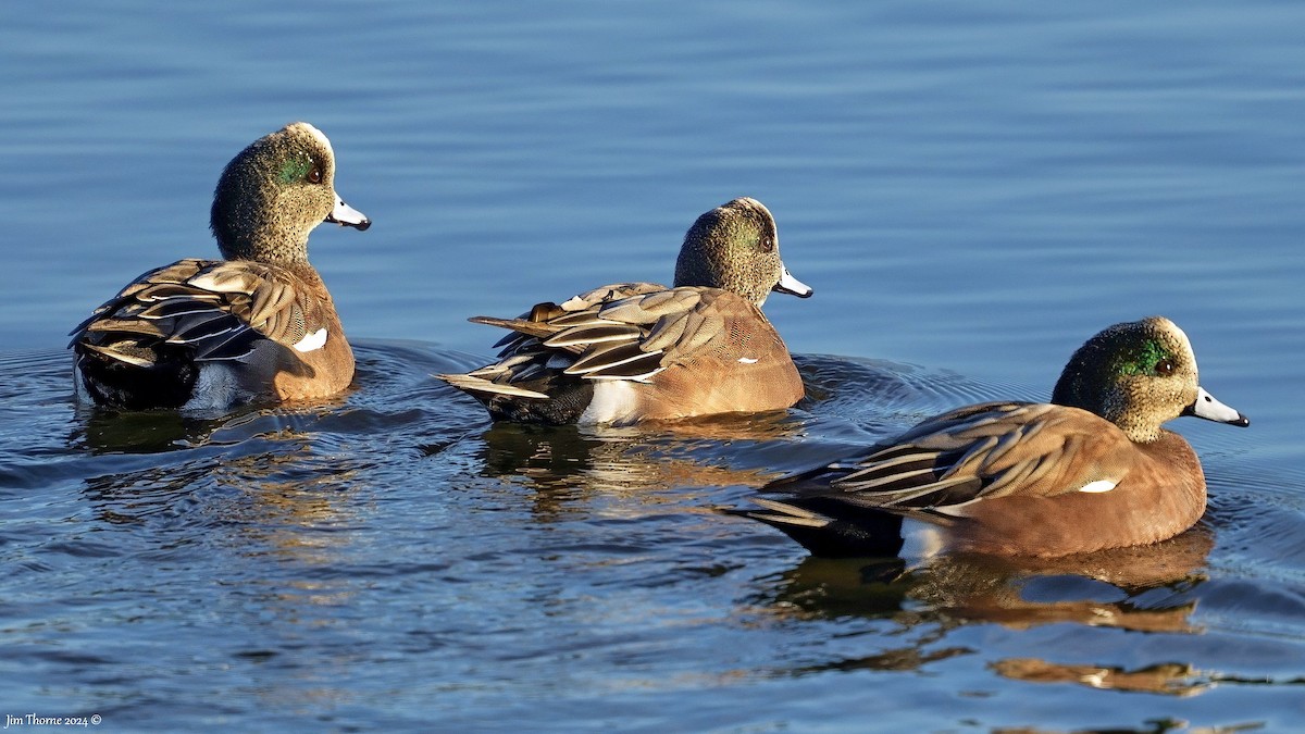 Canard d'Amérique - ML627249666