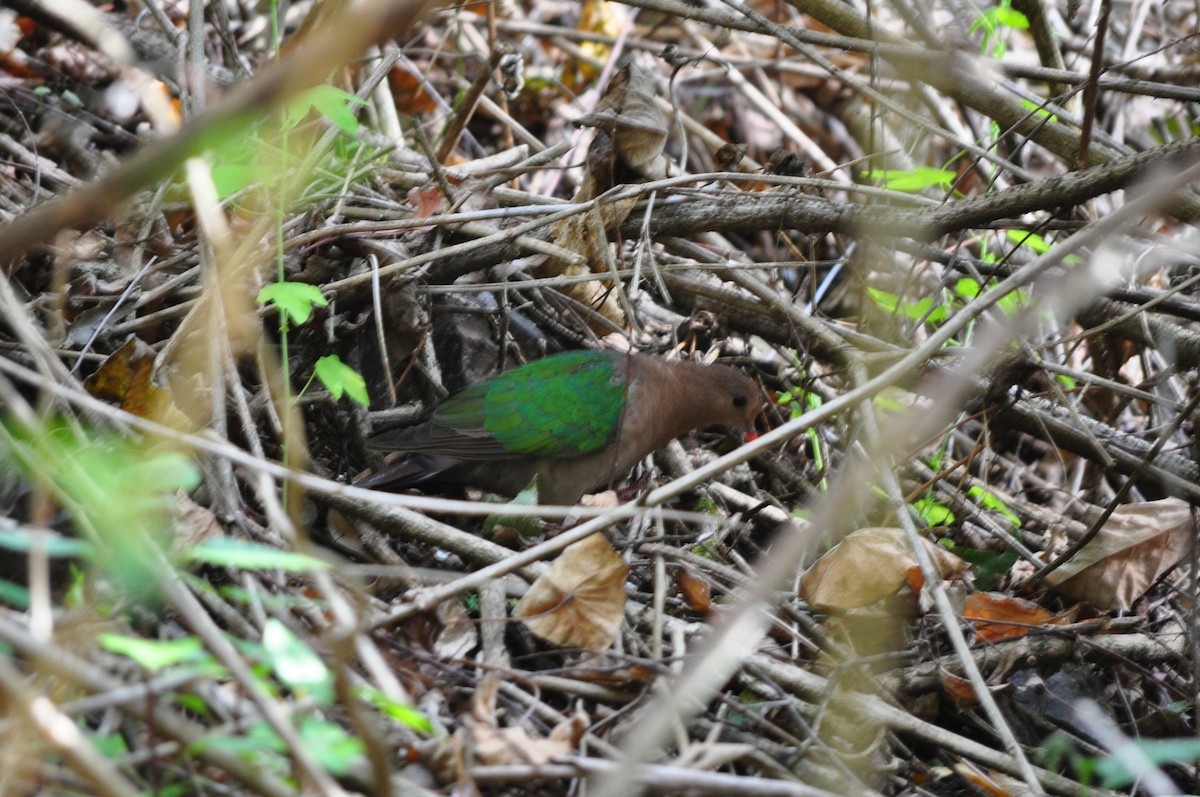 Pacific Emerald Dove - ML62724971