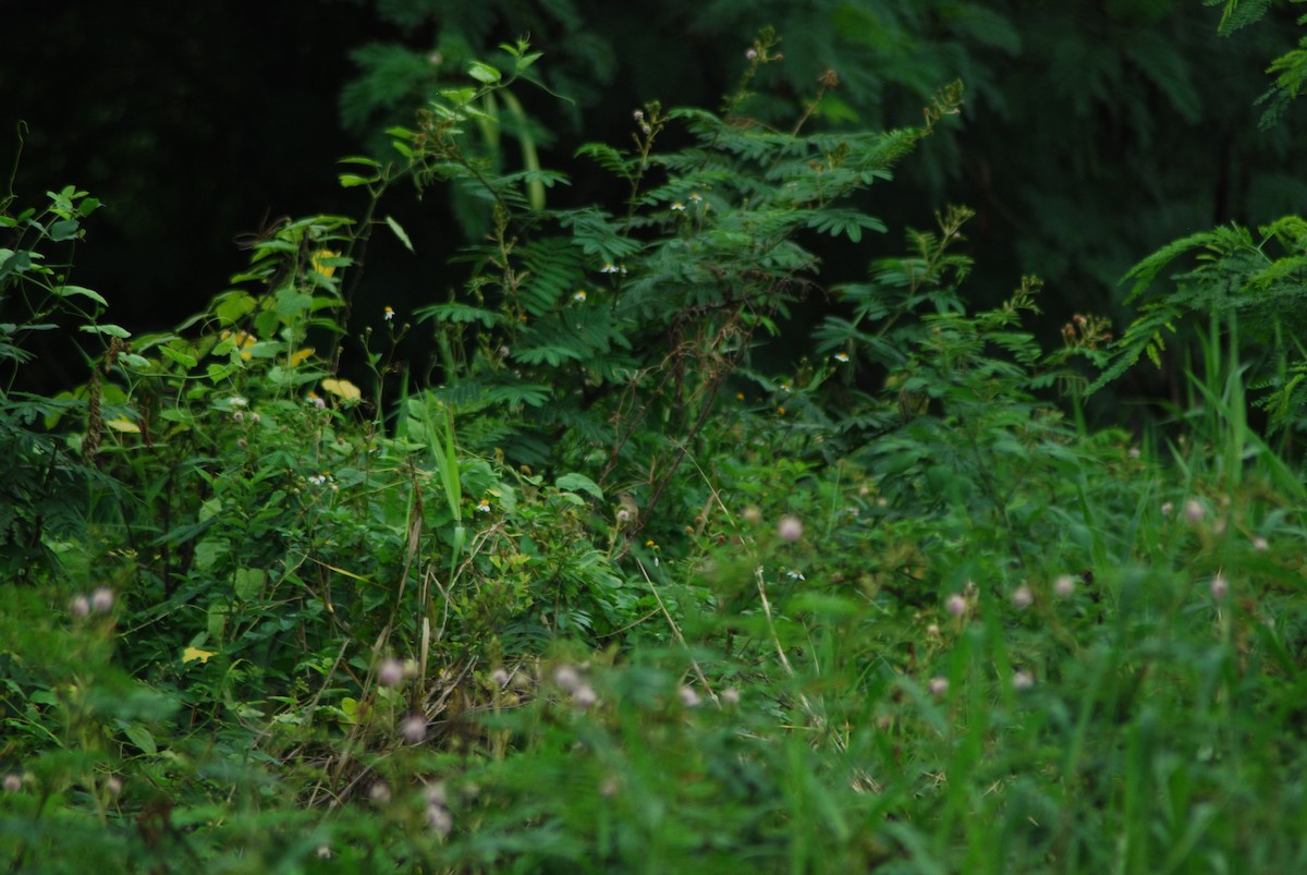 Prinia des montagnes - ML627250027