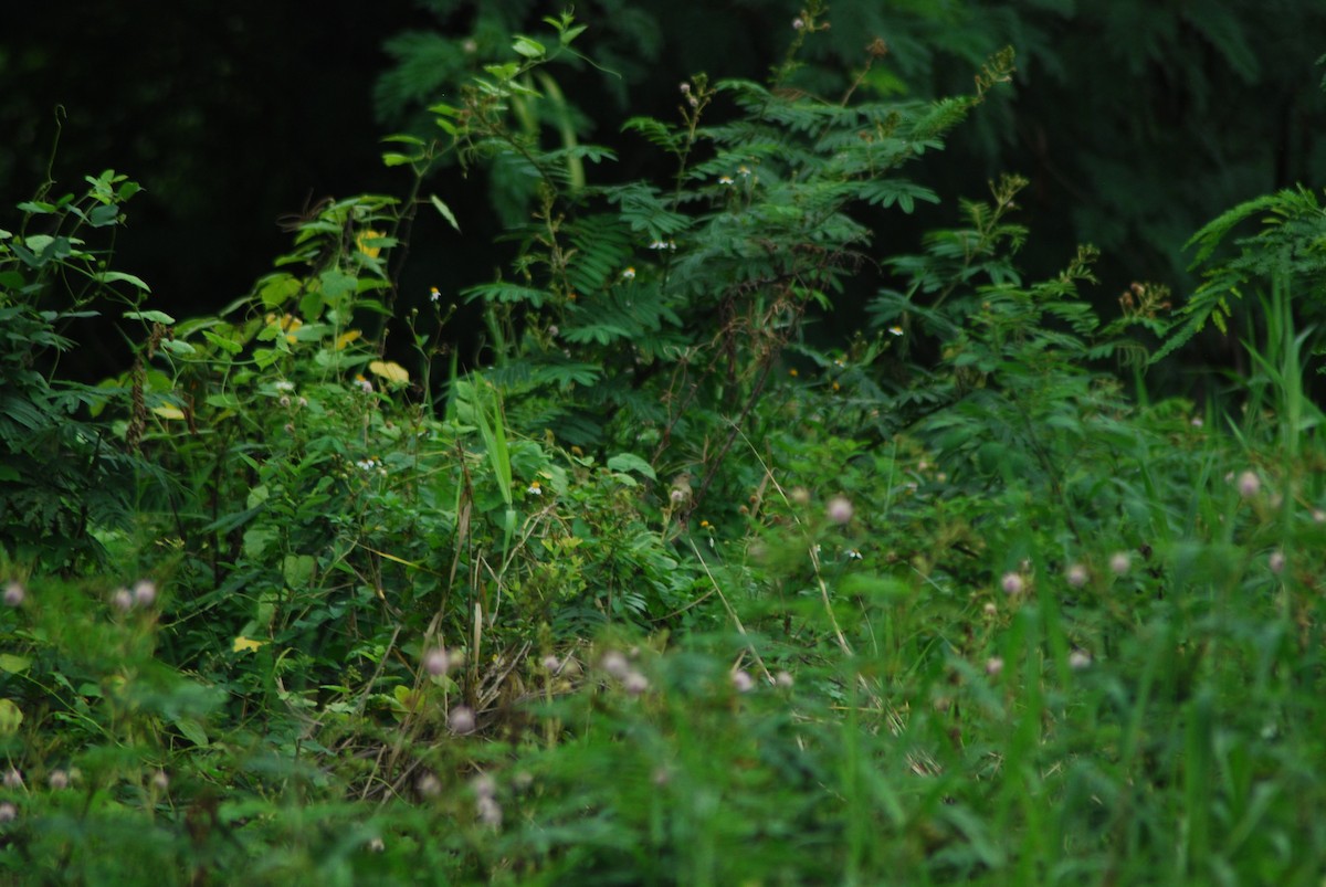 Prinia des montagnes - ML627250028