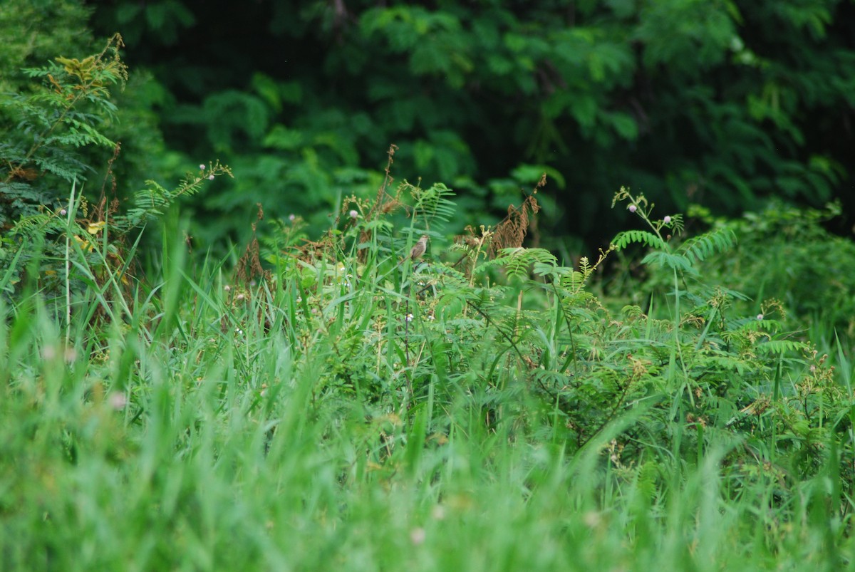 Prinia des montagnes - ML627250029