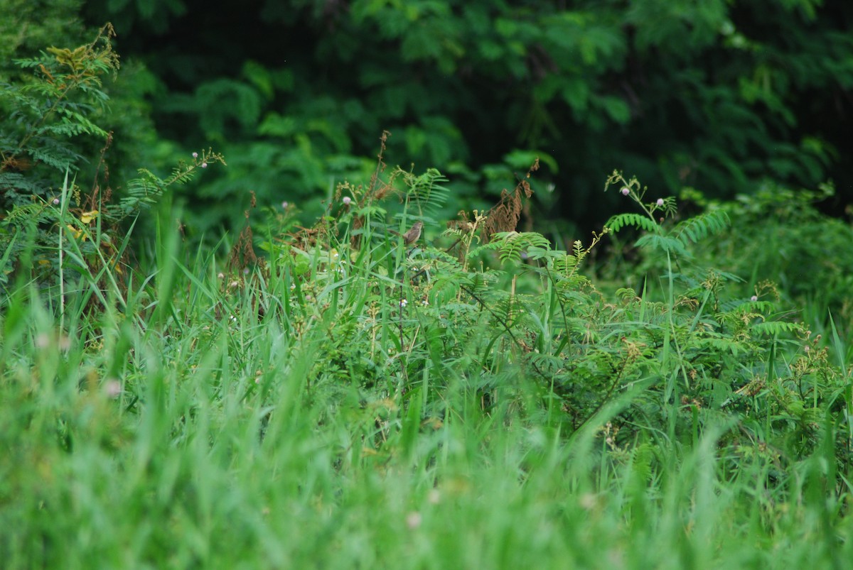 Prinia des montagnes - ML627250030