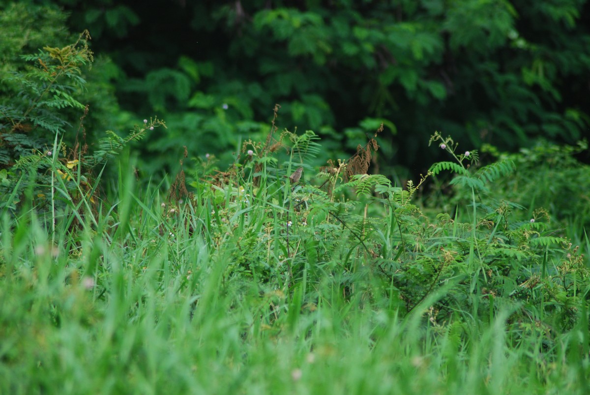 Prinia des montagnes - ML627250031