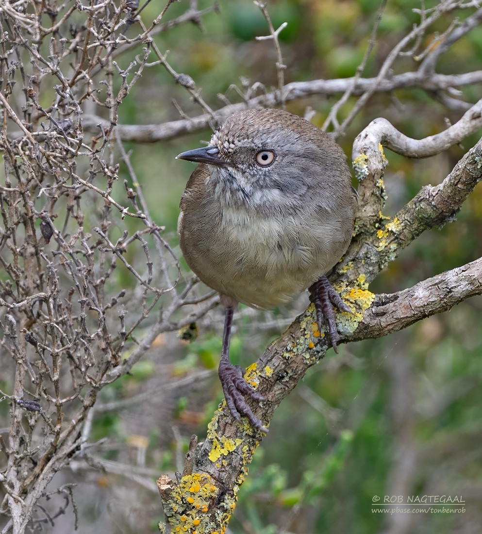 White-browed Scrubwren (White-browed) - ML627250186