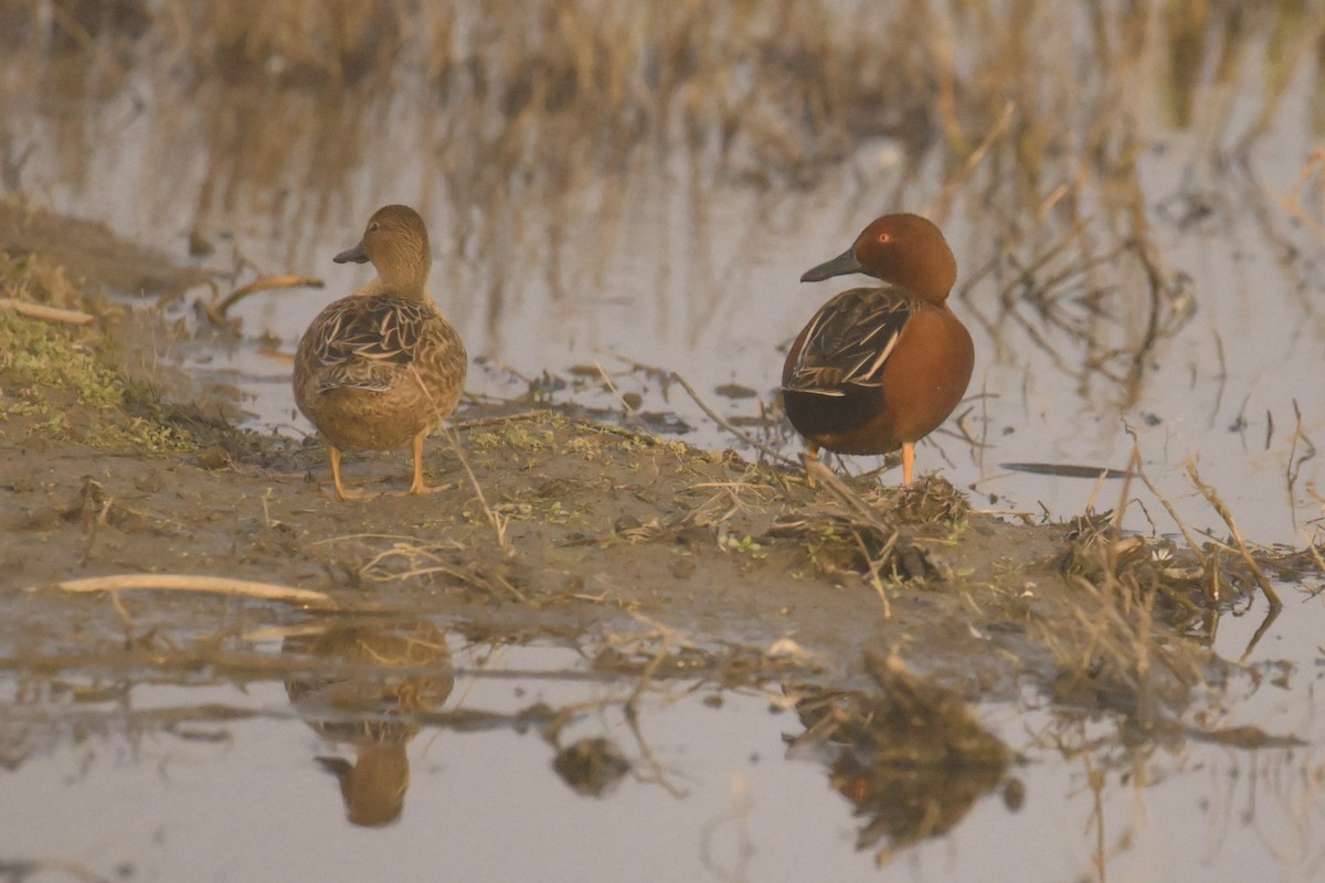 Cinnamon Teal - ML627250275