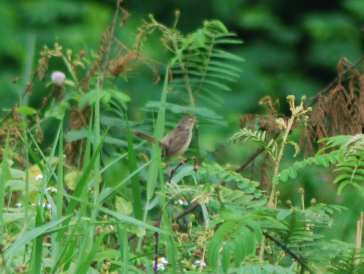 Prinia des montagnes - ML627250277