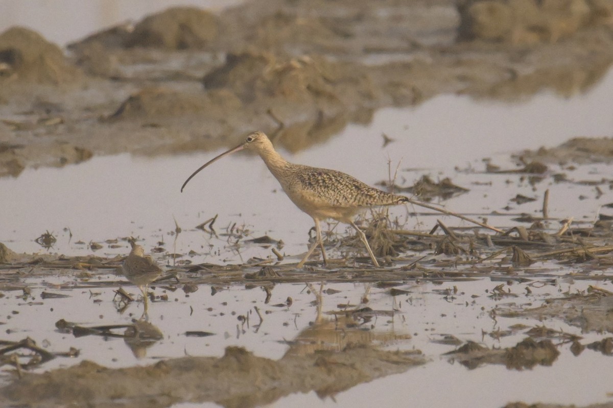 Long-billed Curlew - ML627250286