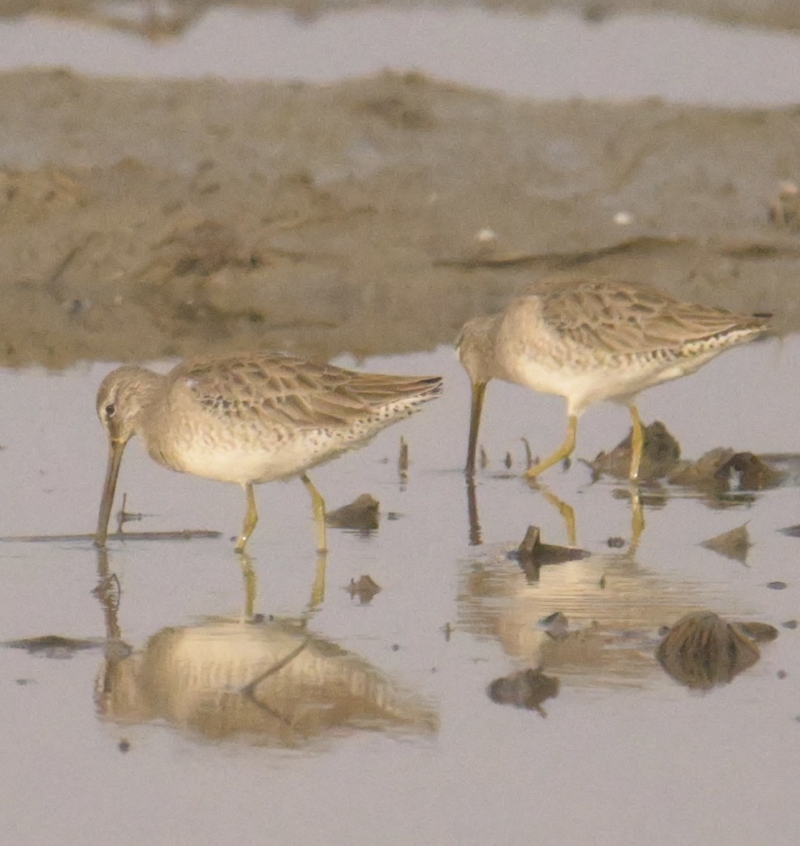 Long-billed Dowitcher - ML627250297