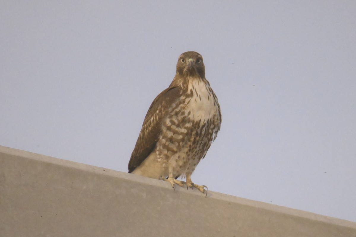 Red-tailed Hawk - ML627250322