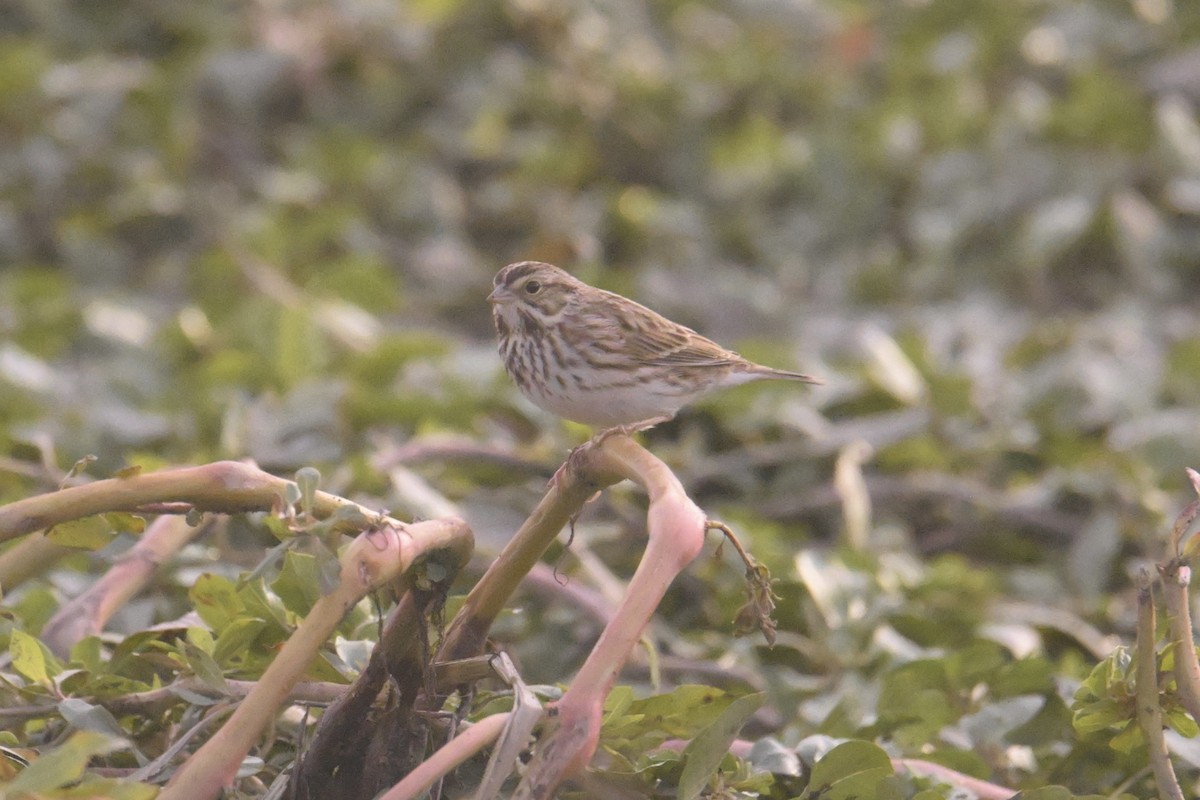 Savannah Sparrow - ML627250325