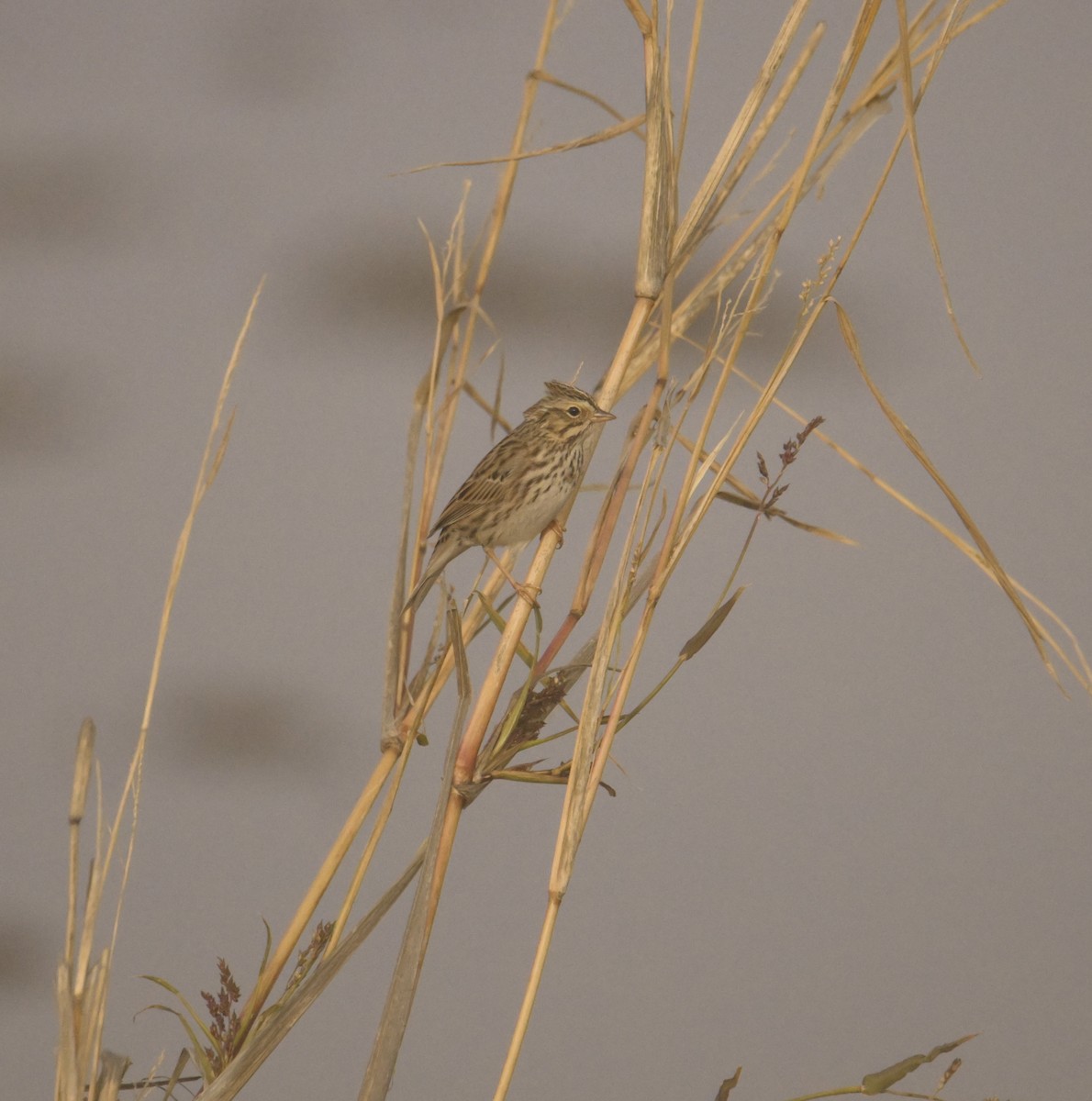 Savannah Sparrow - ML627250326