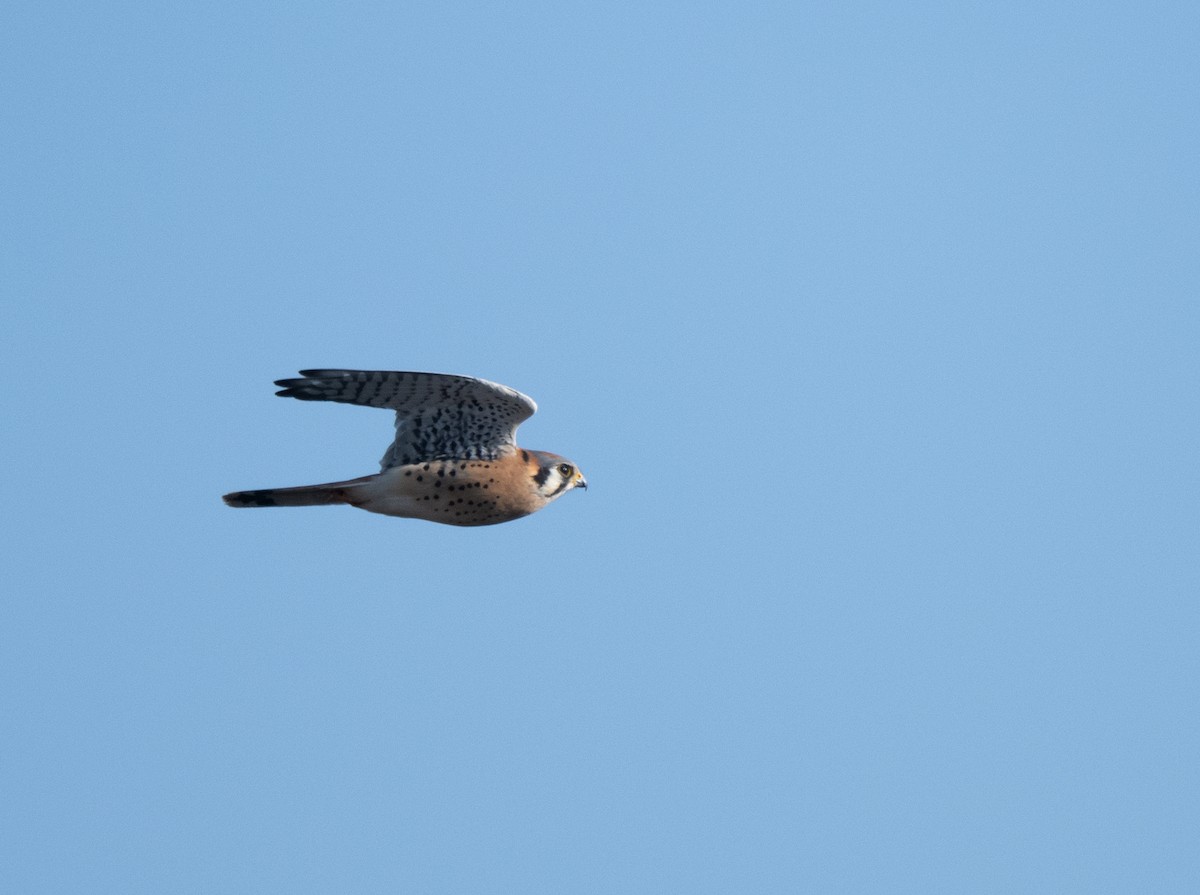 American Kestrel - ML627250386